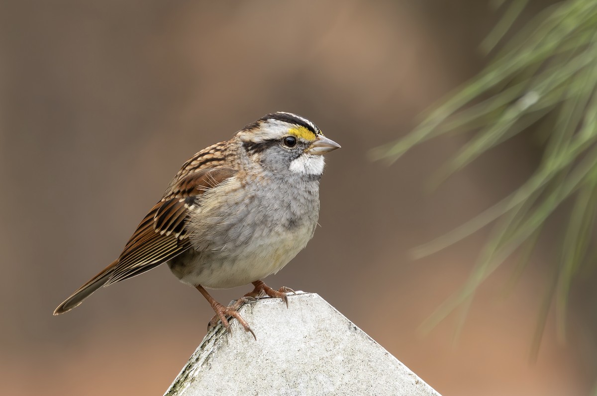 White-throated Sparrow - ML646542940