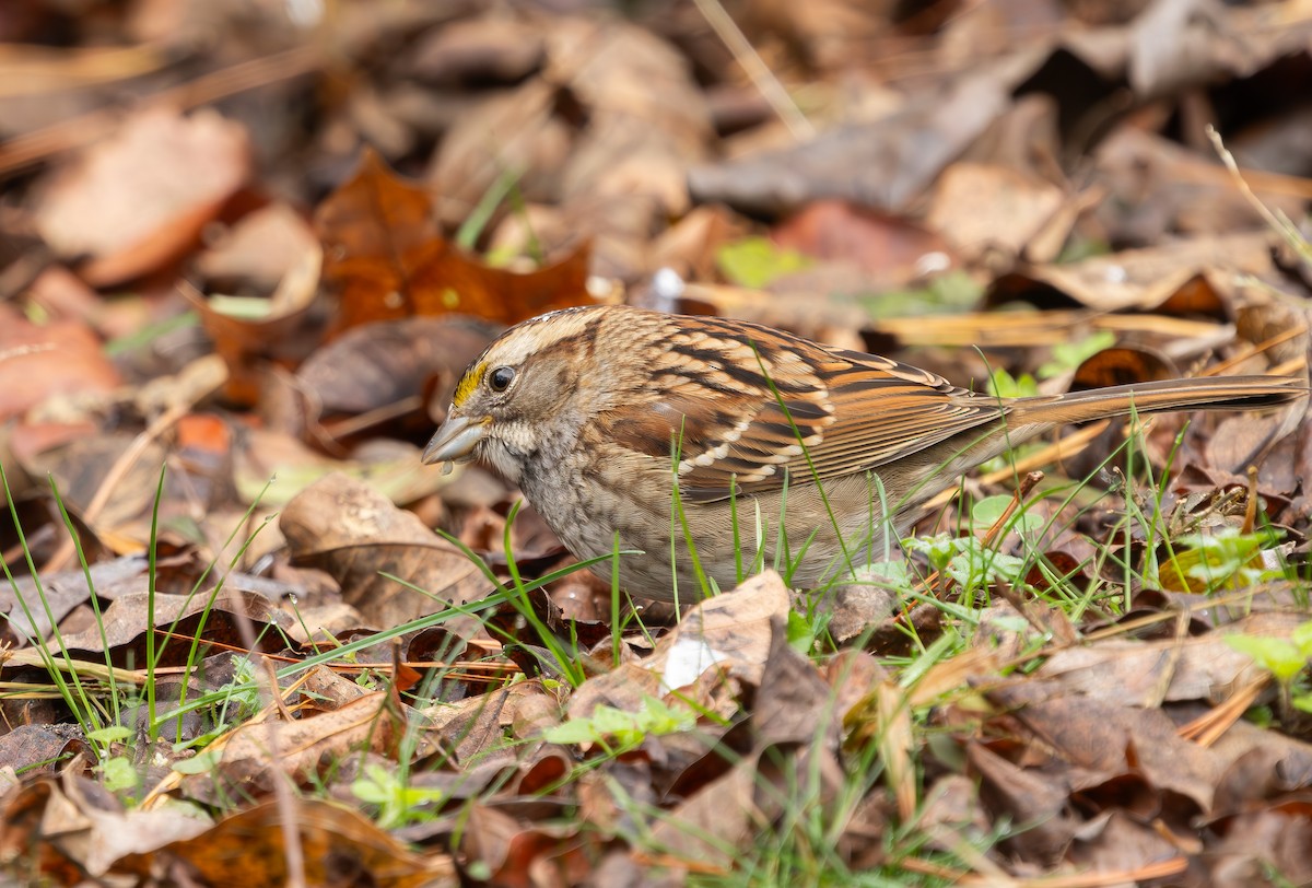 White-throated Sparrow - ML646542941