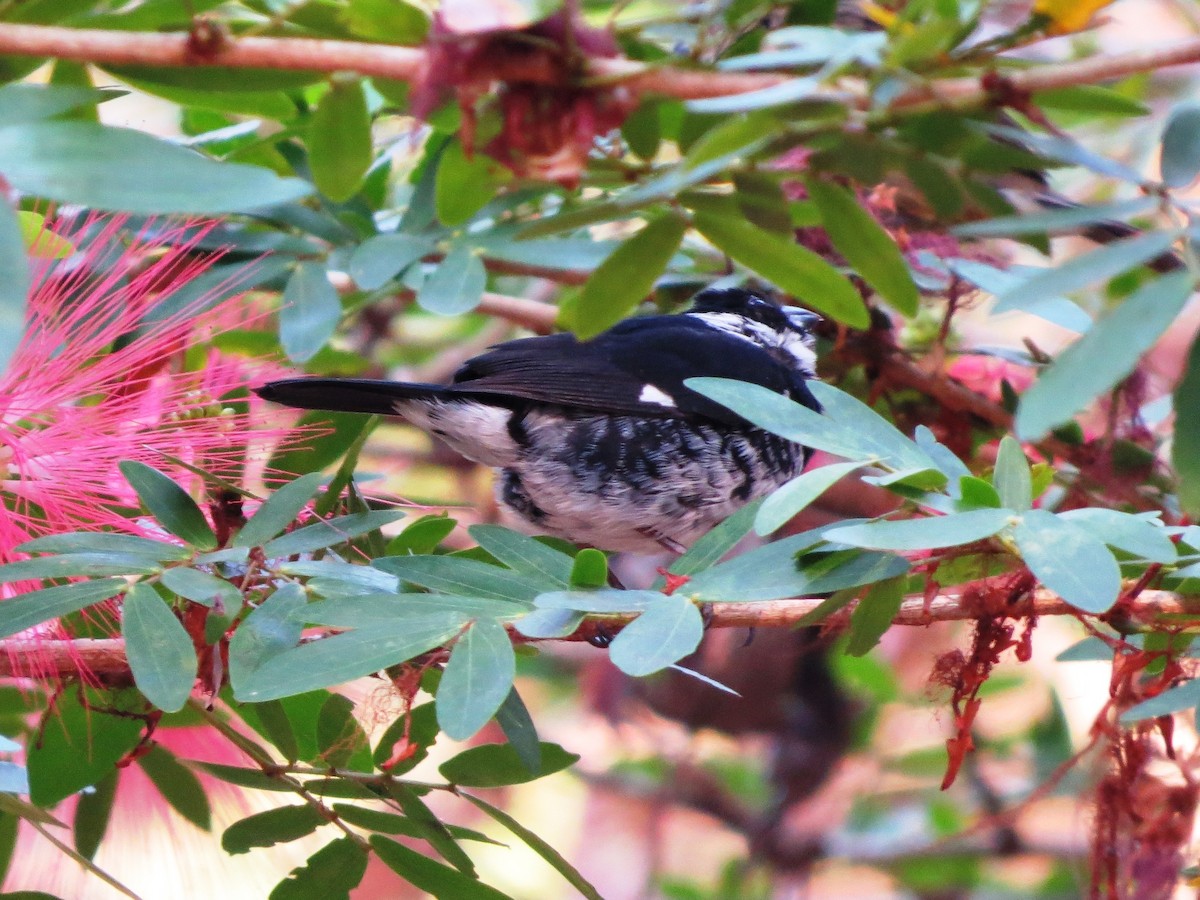 Variable Seedeater - ML646542942