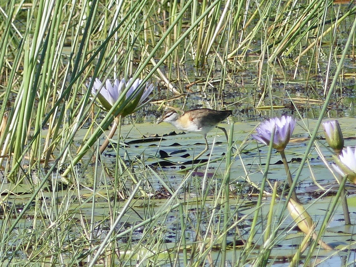 Малая якана - ML646542943