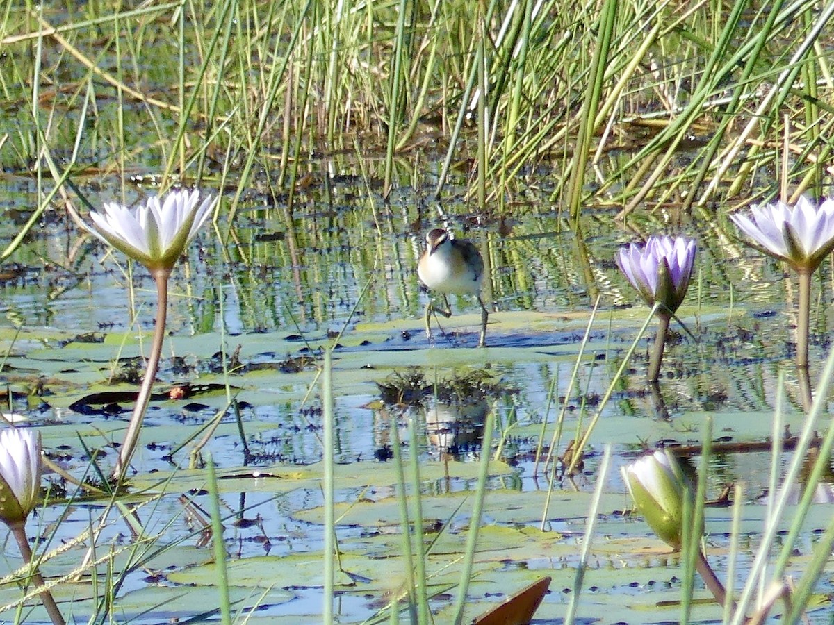 Малая якана - ML646542944