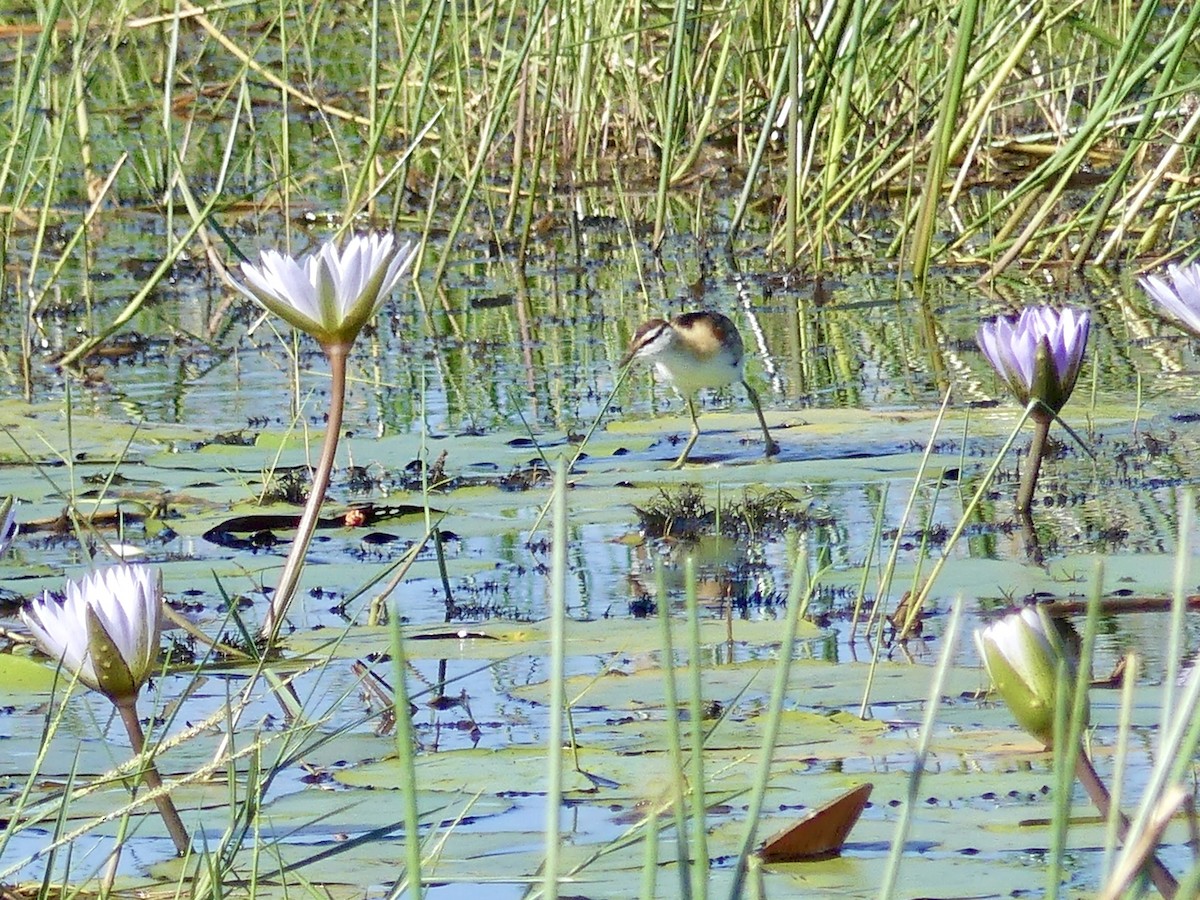 Малая якана - ML646542945