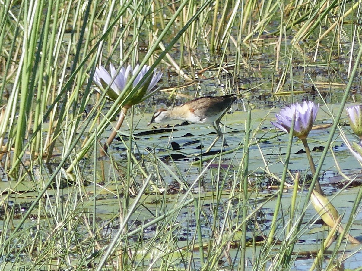 Малая якана - ML646542946