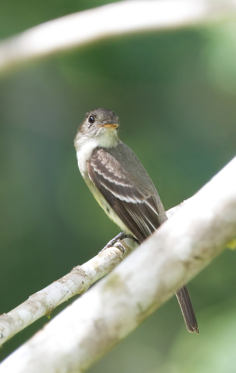 Eastern Wood-Pewee - ML646542947