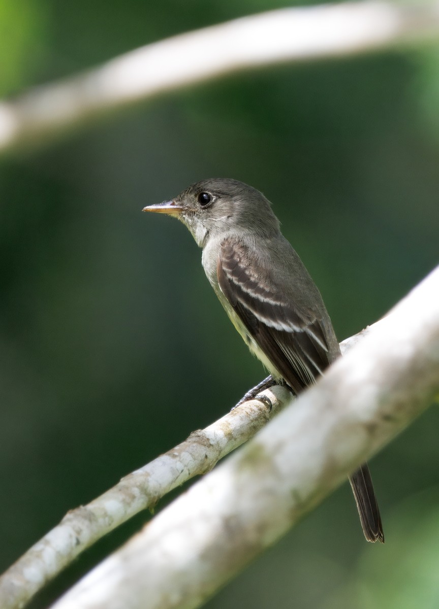 Eastern Wood-Pewee - ML646542948