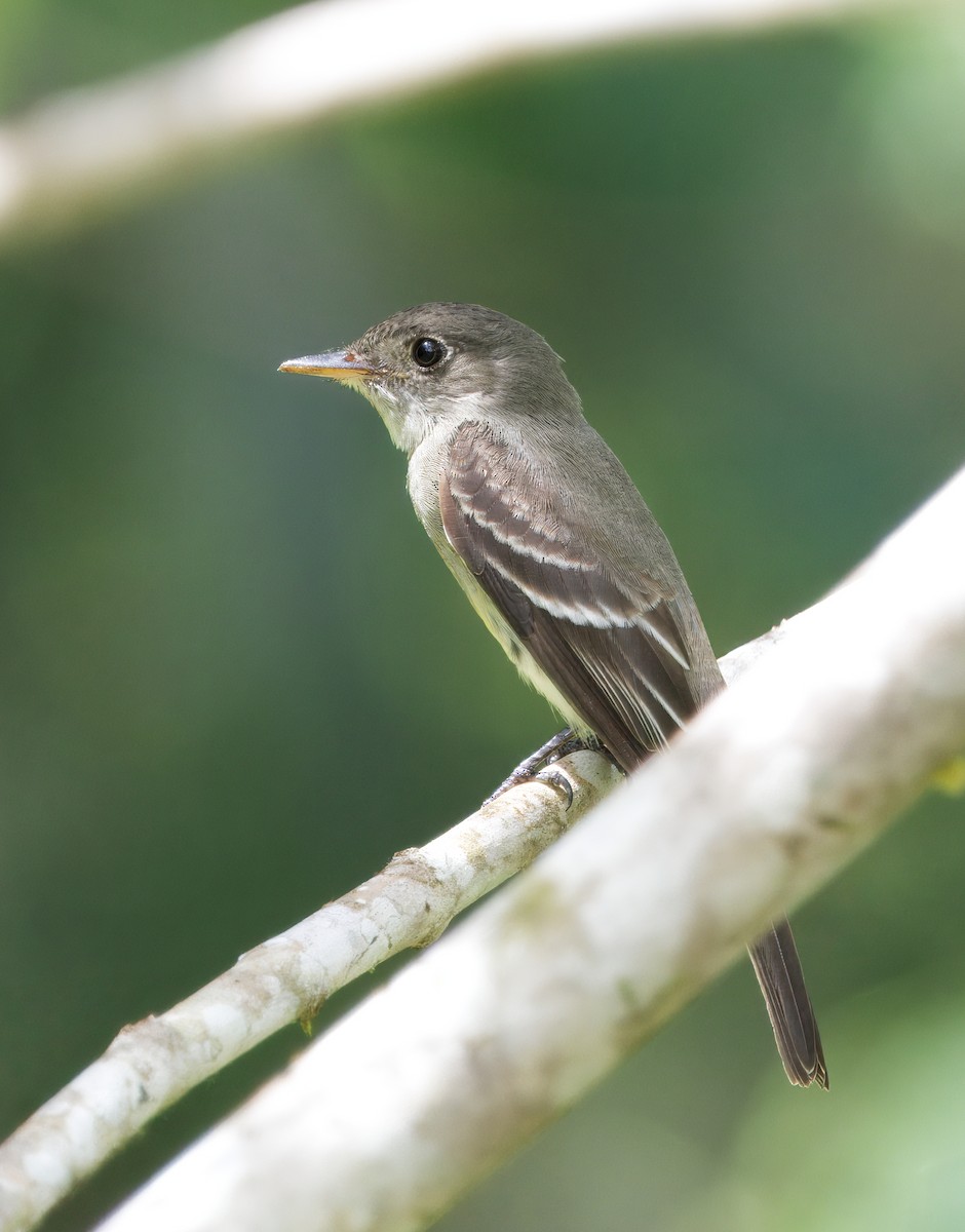 Eastern Wood-Pewee - ML646542949