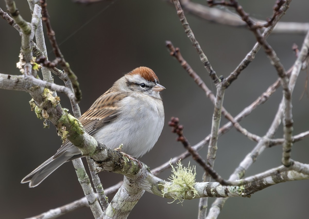 Chipping Sparrow - ML646542950