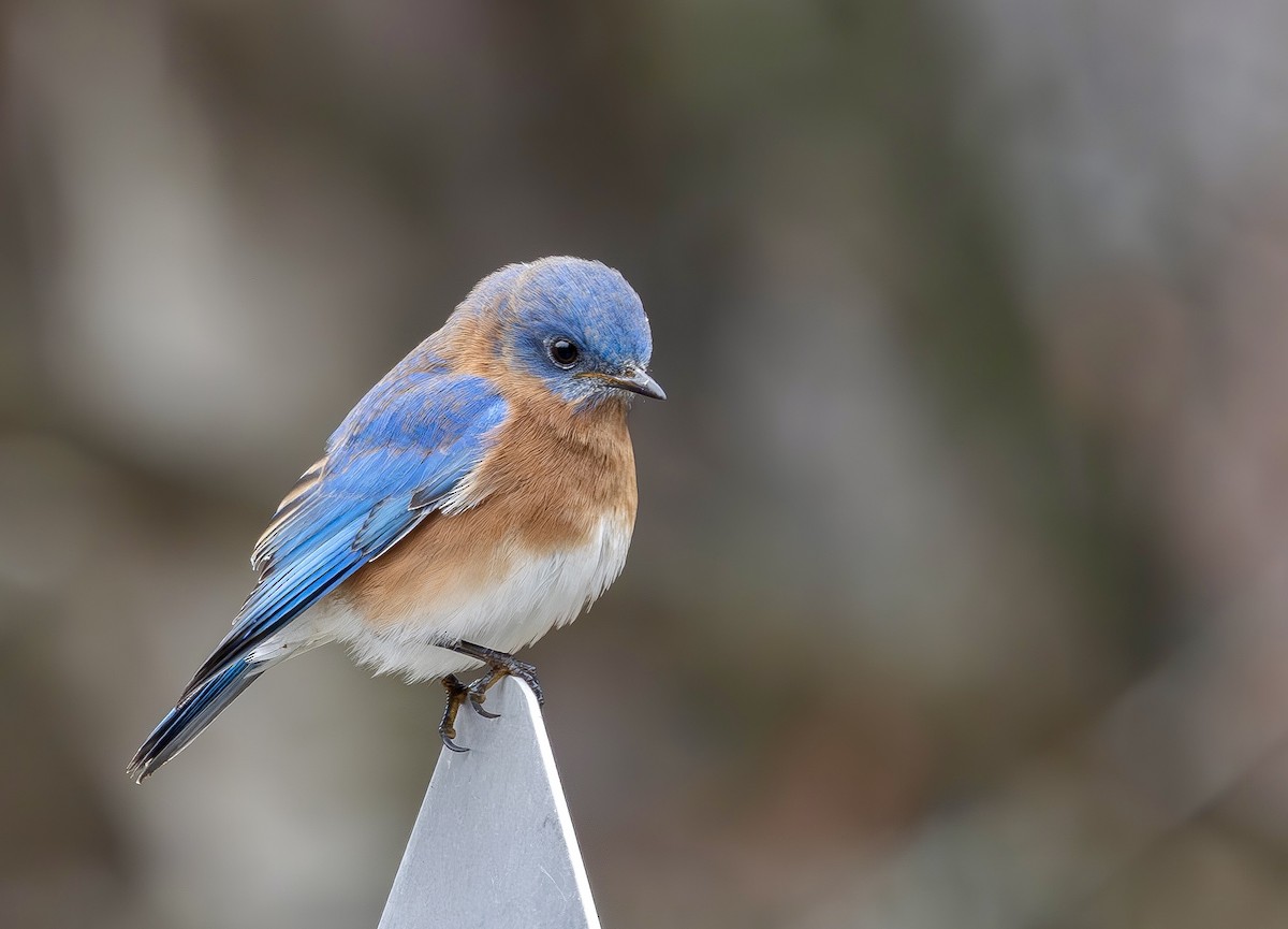 Eastern Bluebird - ML646542953