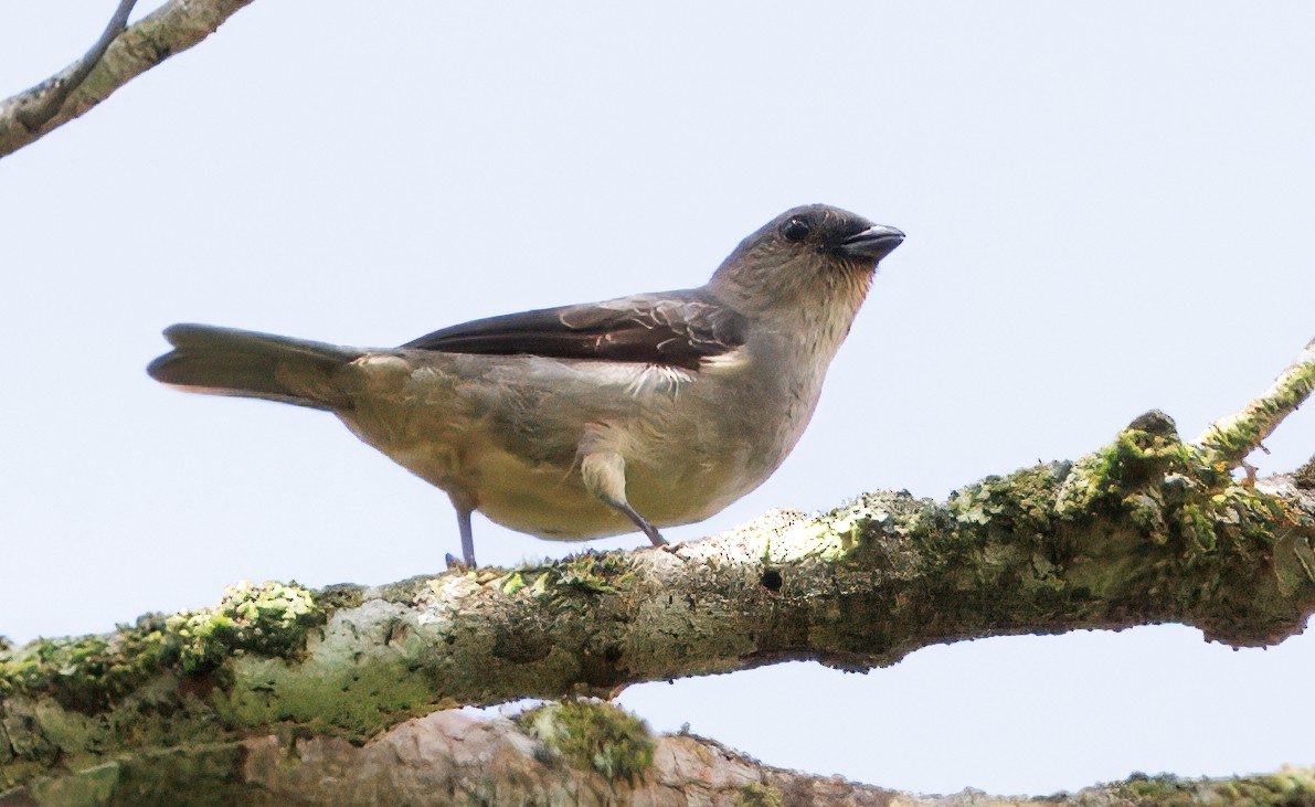 Plain-colored Tanager - ML646542956