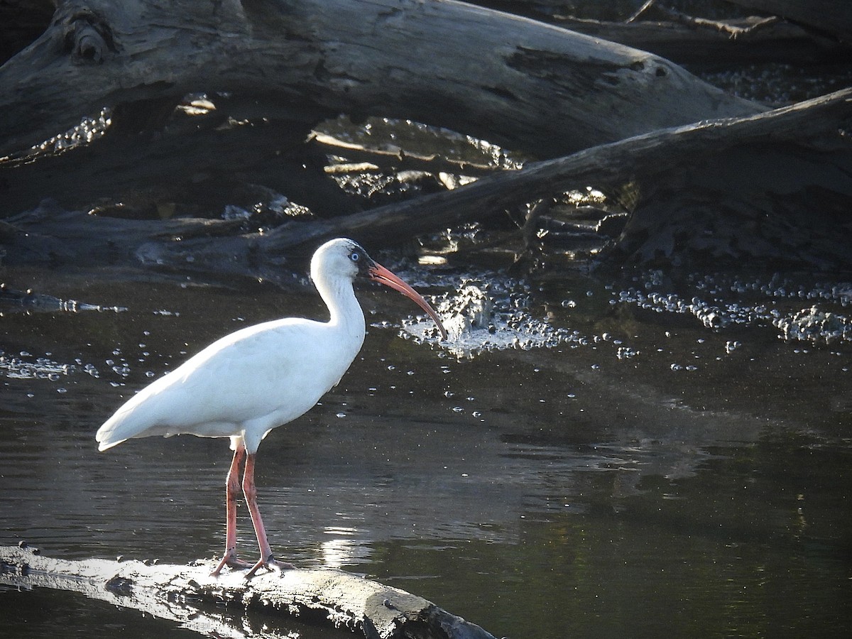 Schneesichler - ML646542958