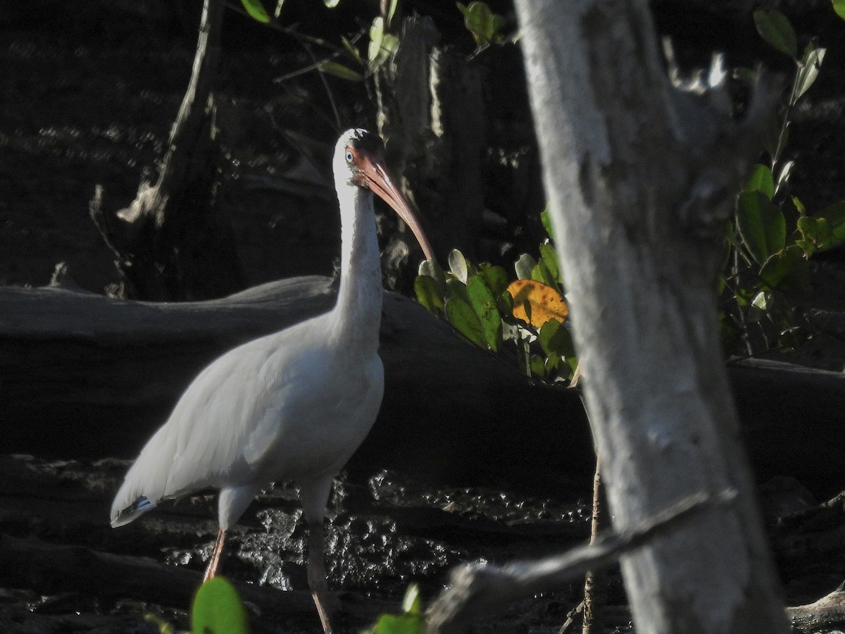 Schneesichler - ML646542959