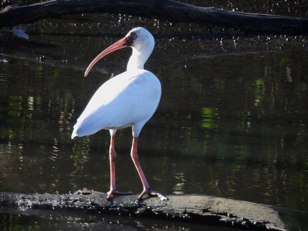 Schneesichler - ML646542960