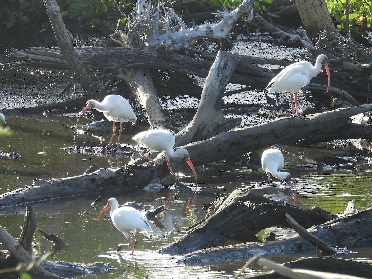 Schneesichler - ML646542961