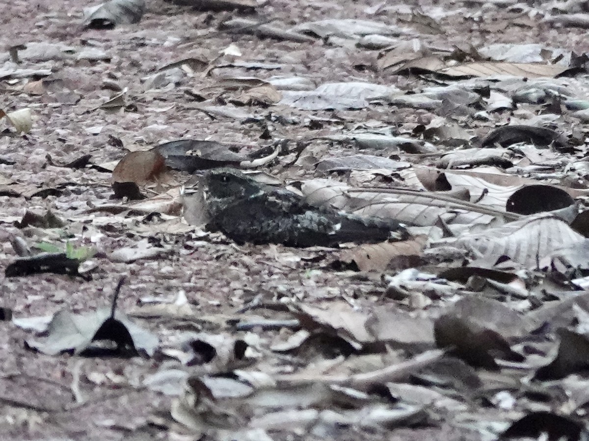 Blackish Nightjar - ML646542962