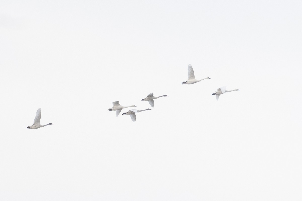 Tundra Swan - ML646542963