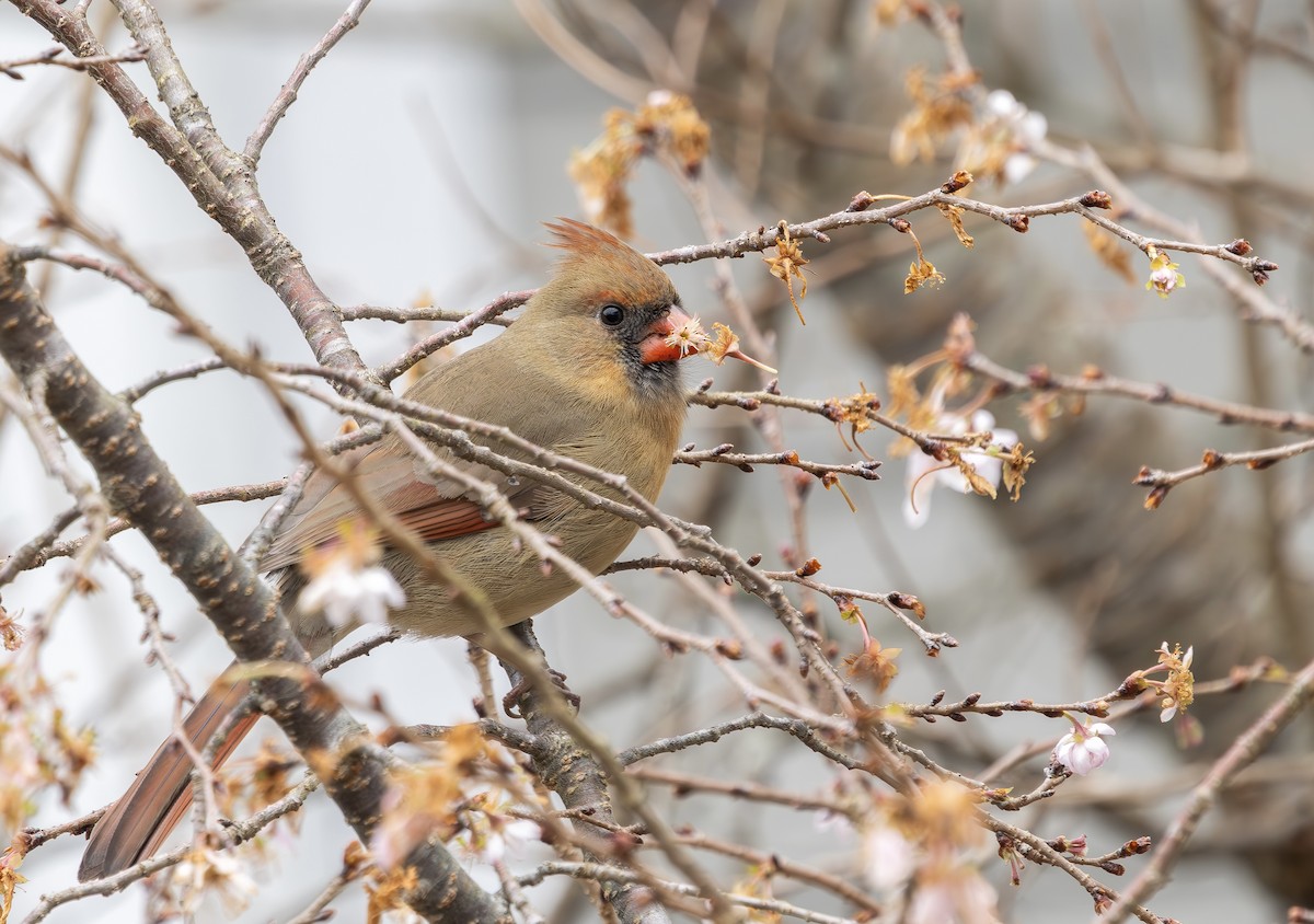 Northern Cardinal - ML646542964