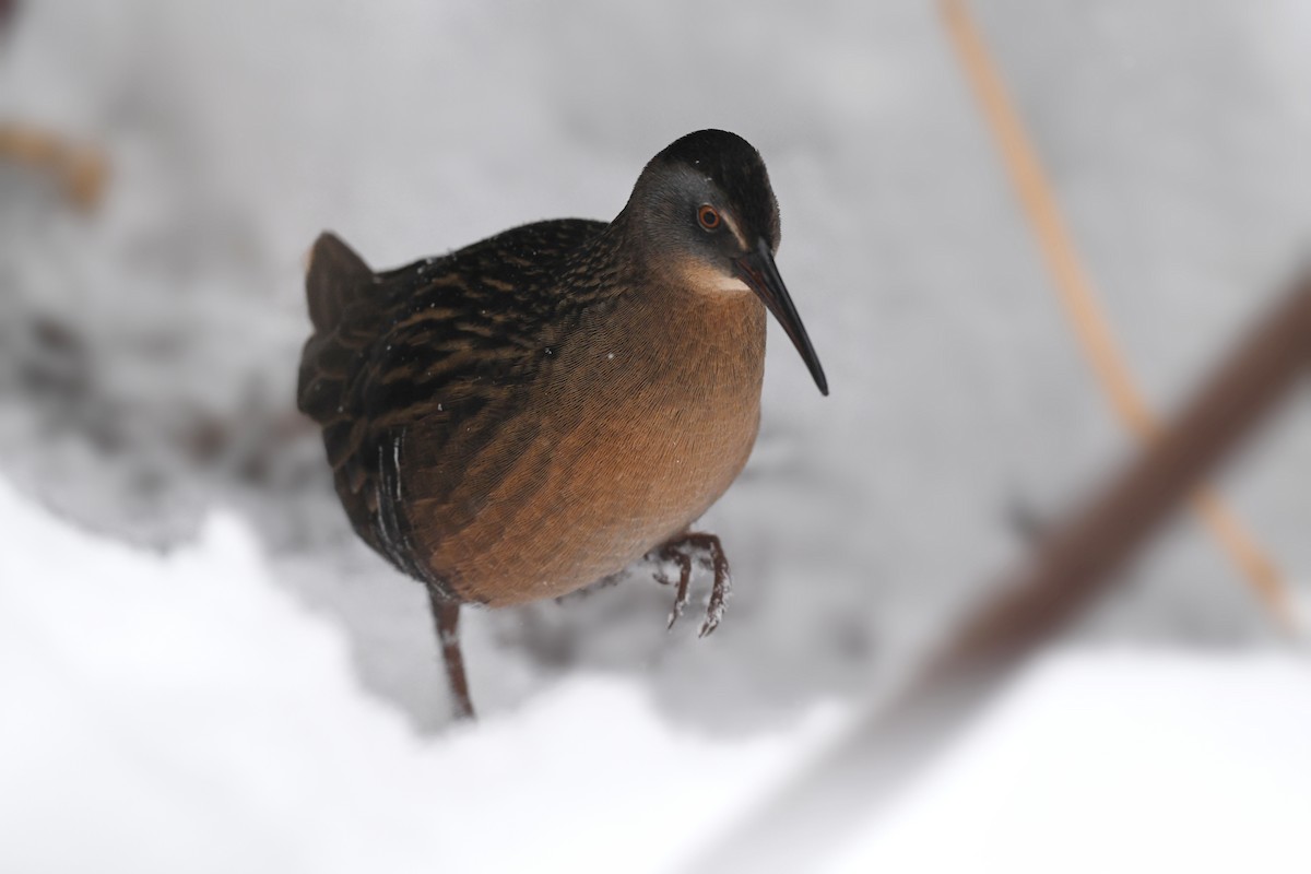 Virginia Rail - ML646542965