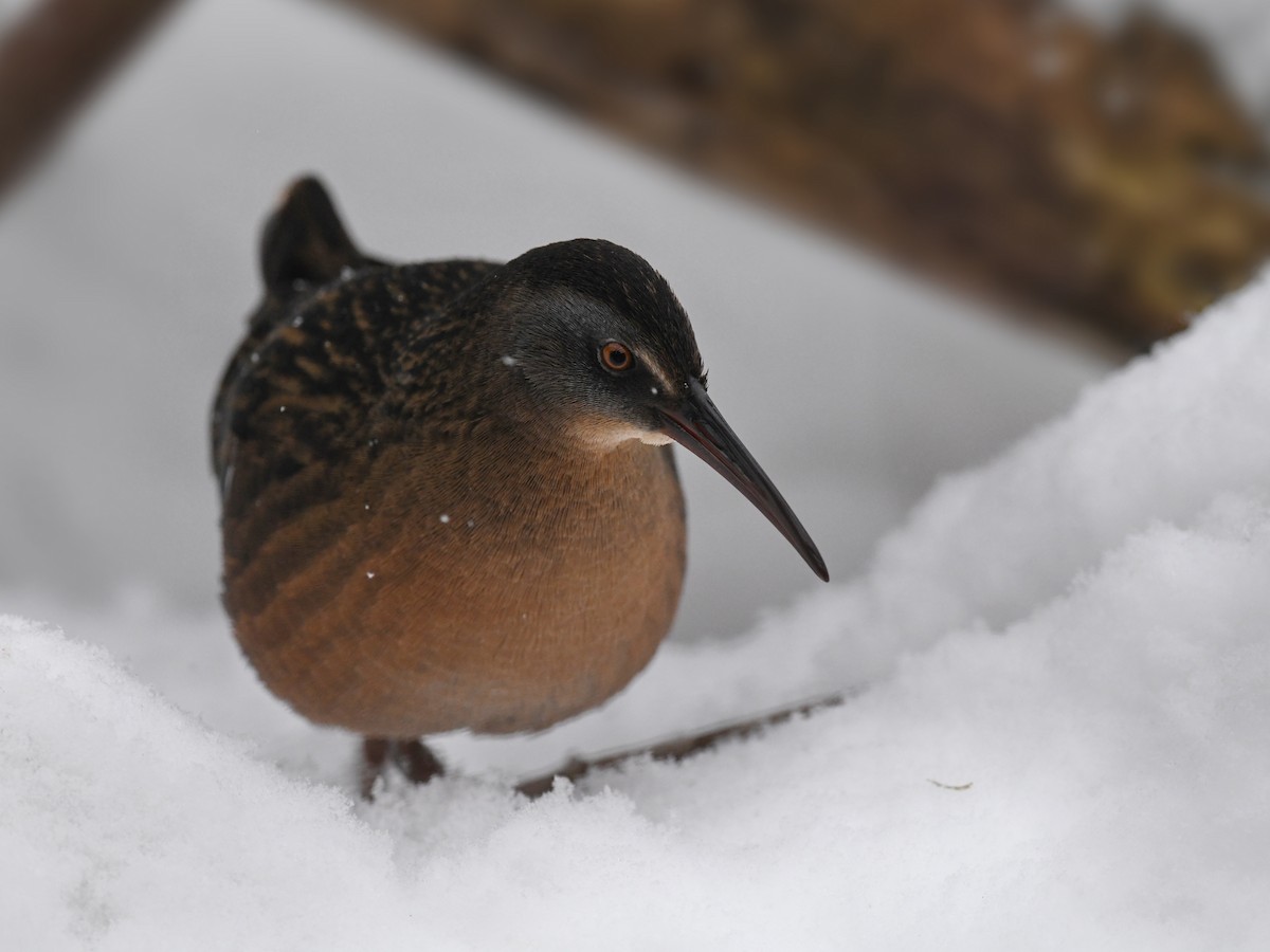 Virginia Rail - ML646542966