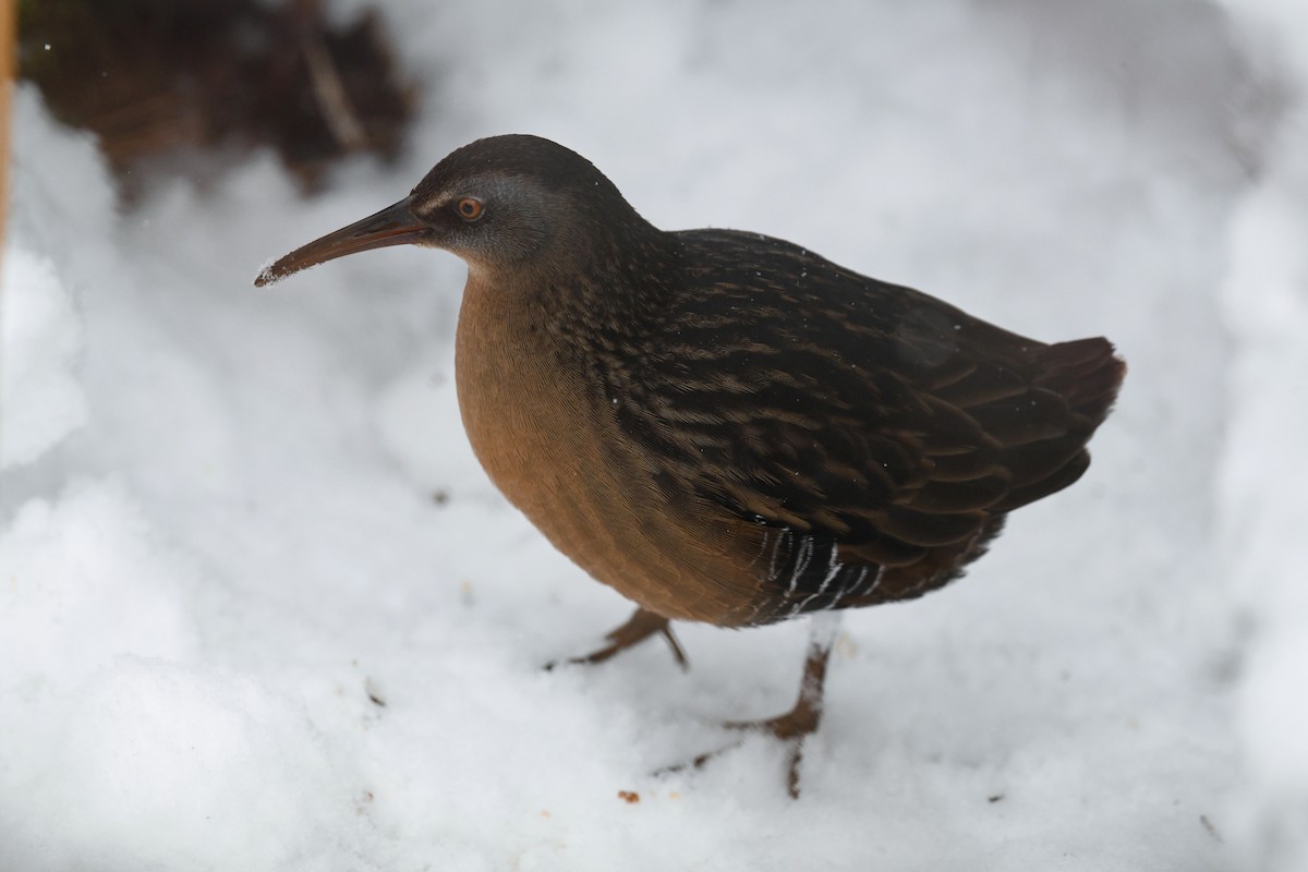 Virginia Rail - ML646542967