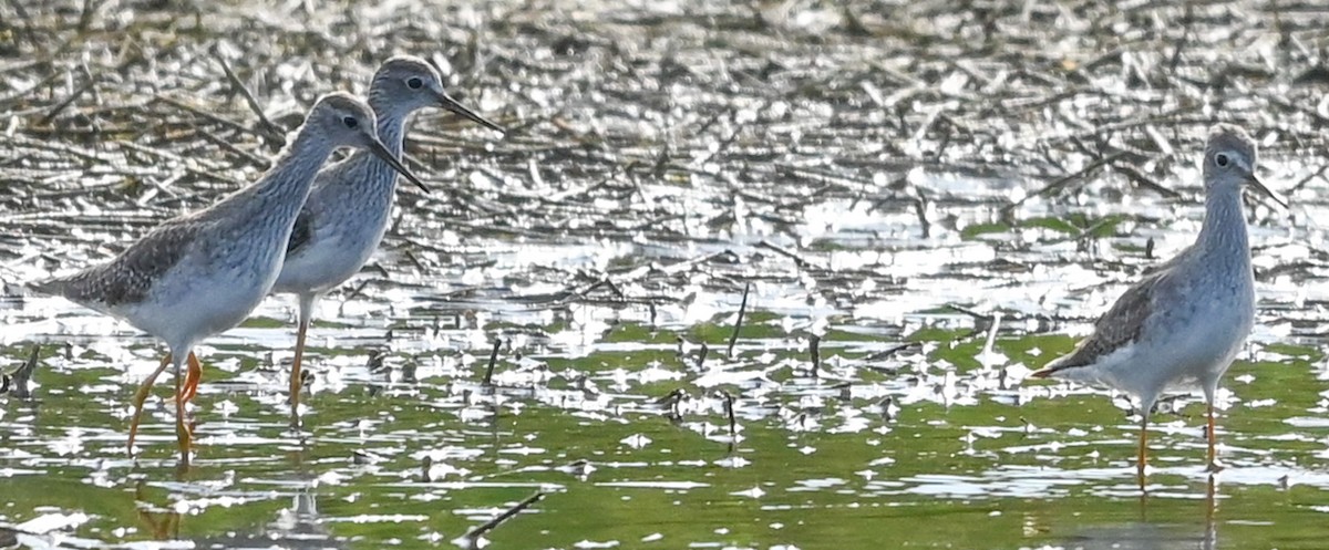 Пёстрый улит - ML646542969