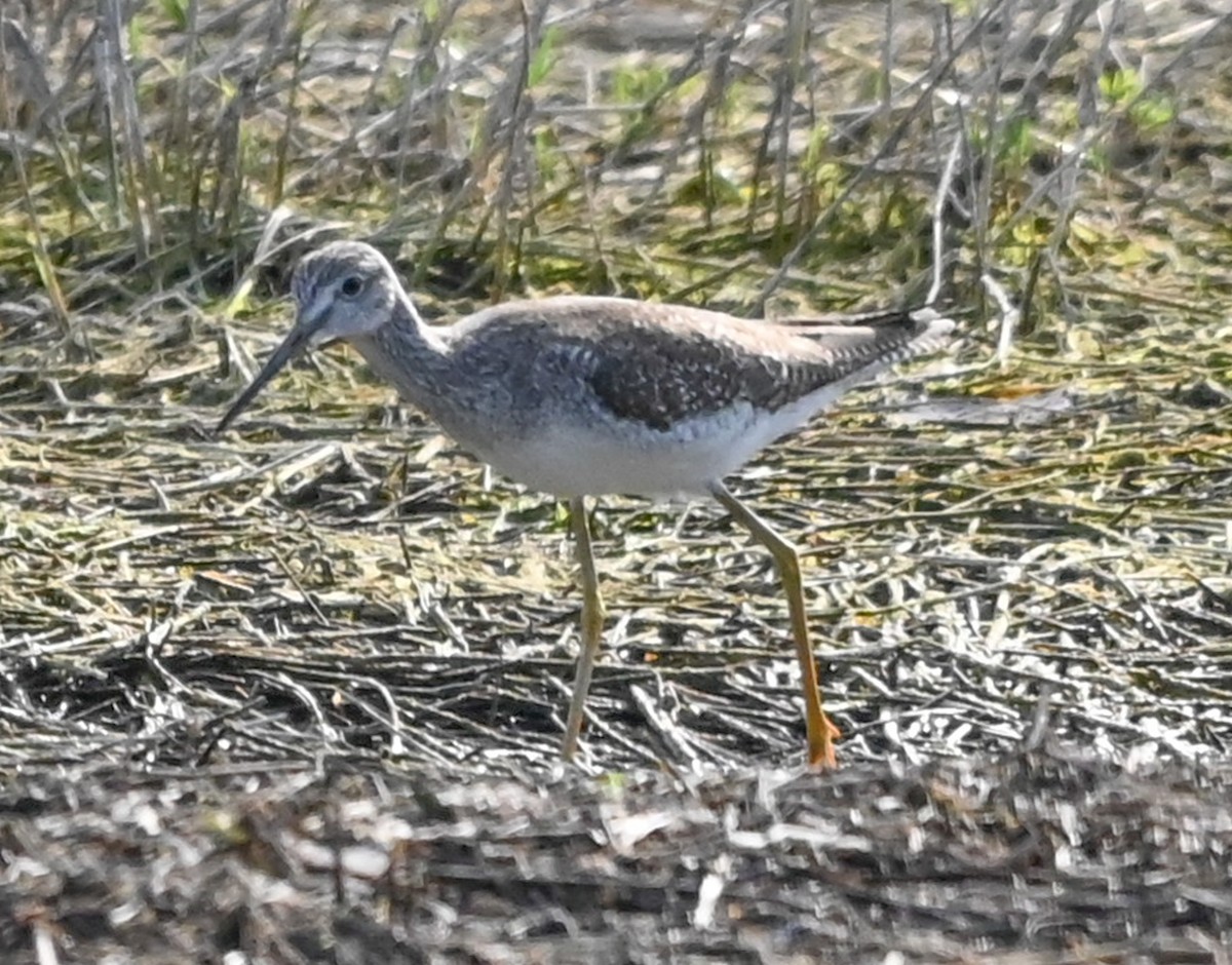 Пёстрый улит - ML646542970