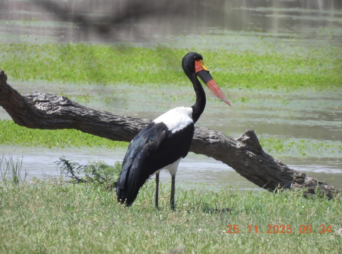 Afrika Jabirusu - ML646542973