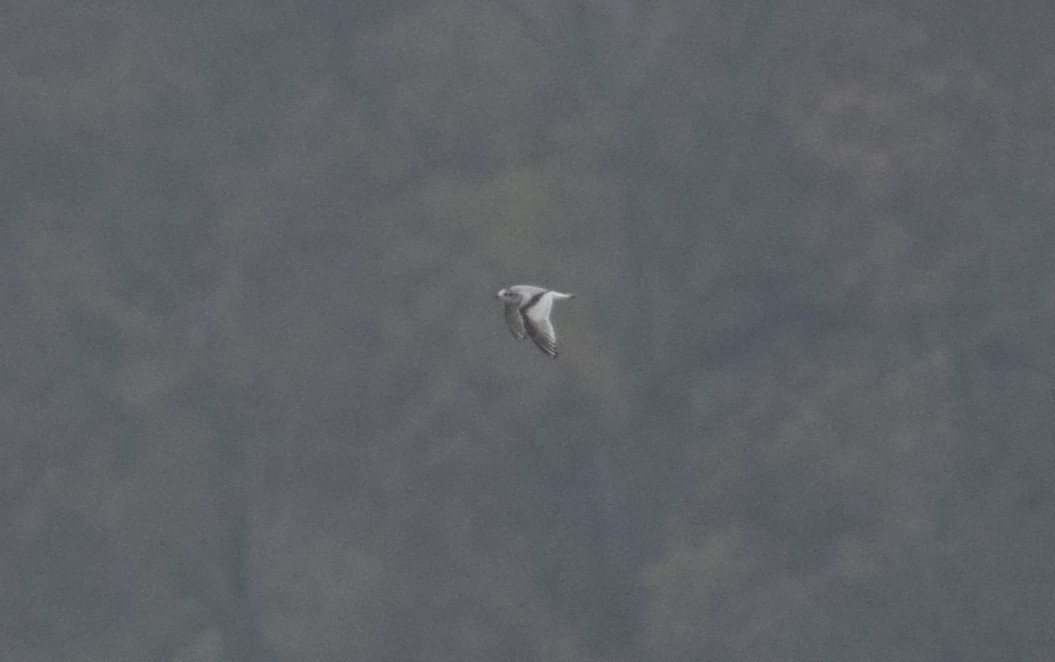 Little Gull - ML646542974