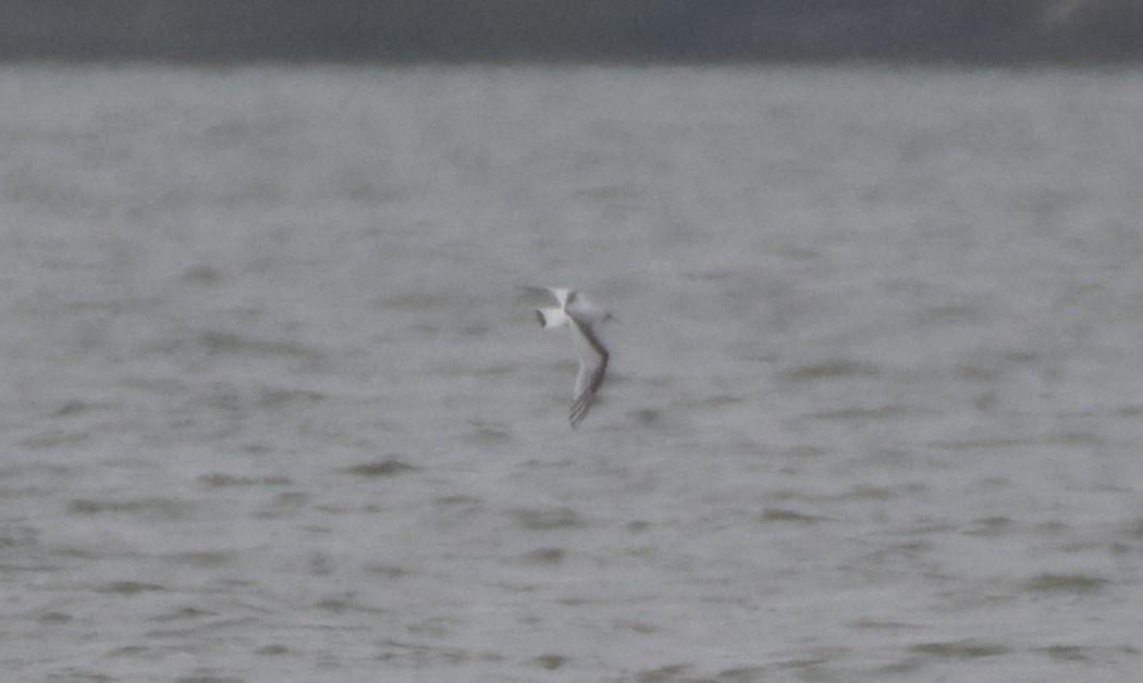 Little Gull - ML646542975