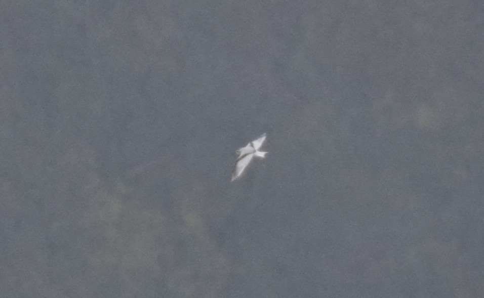 Little Gull - ML646542976