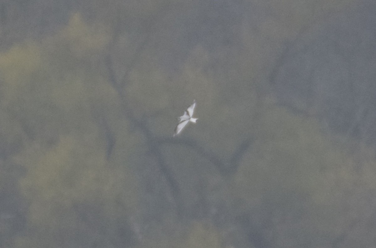 Little Gull - ML646542977