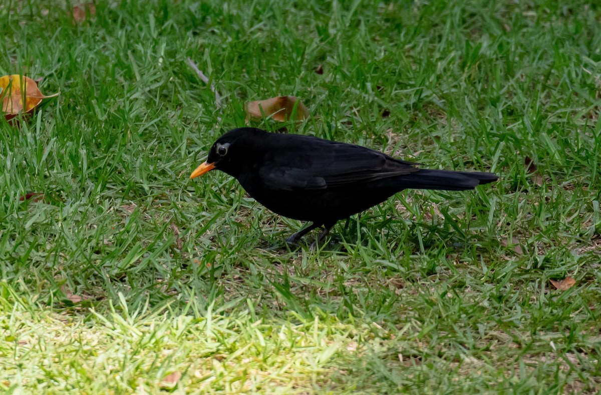 Eurasian Blackbird - ML646542981