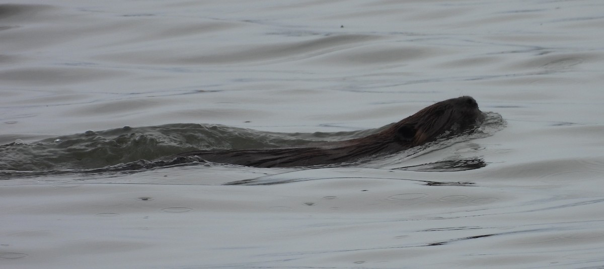 Eared Seals - ML646542982