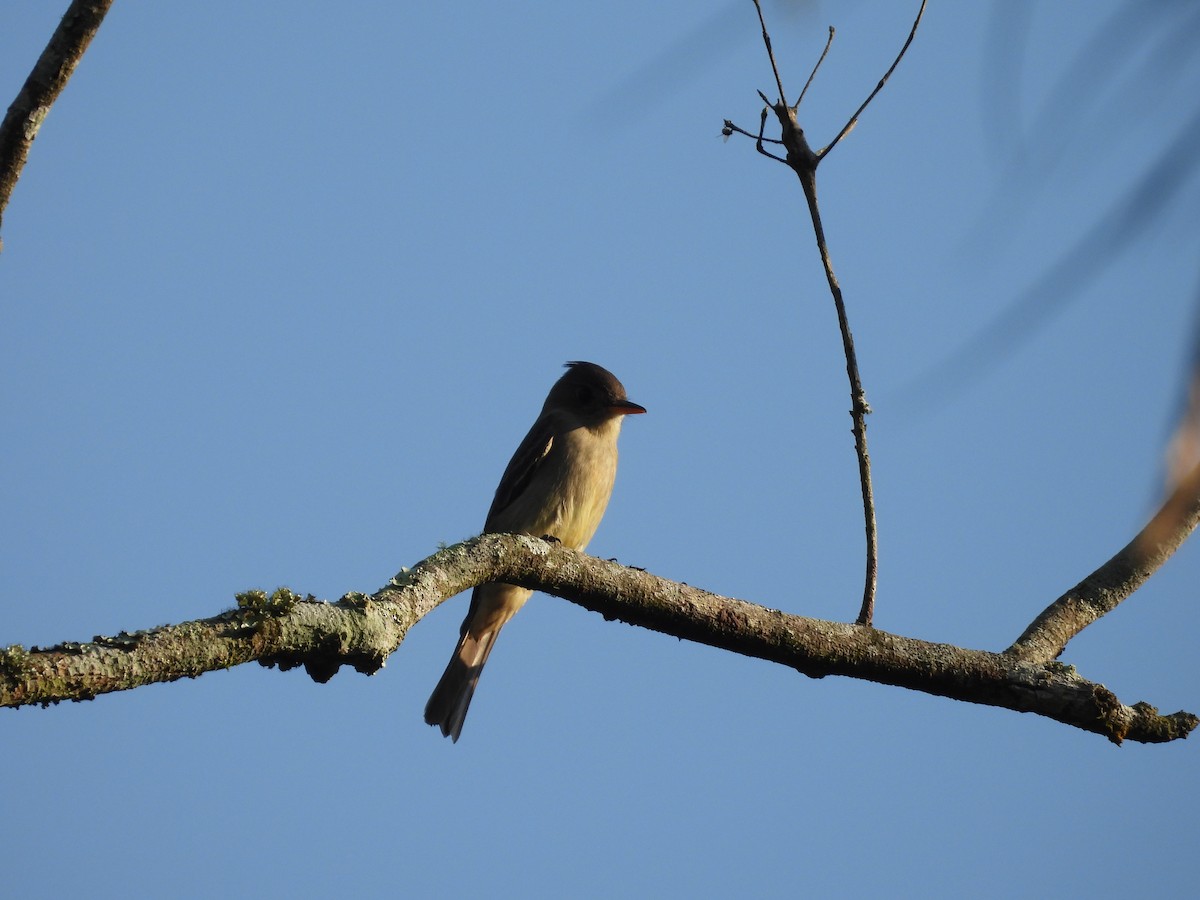 Moucherolle de Coues - ML646542983