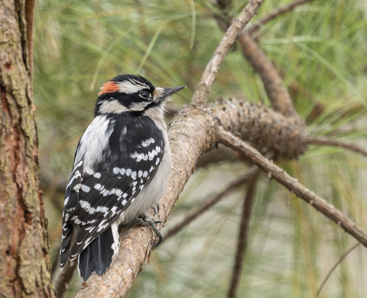 Downy Woodpecker - ML646542984