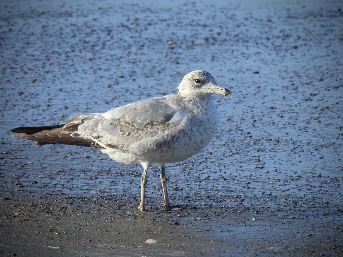 Ringschnabelmöwe - ML646542985