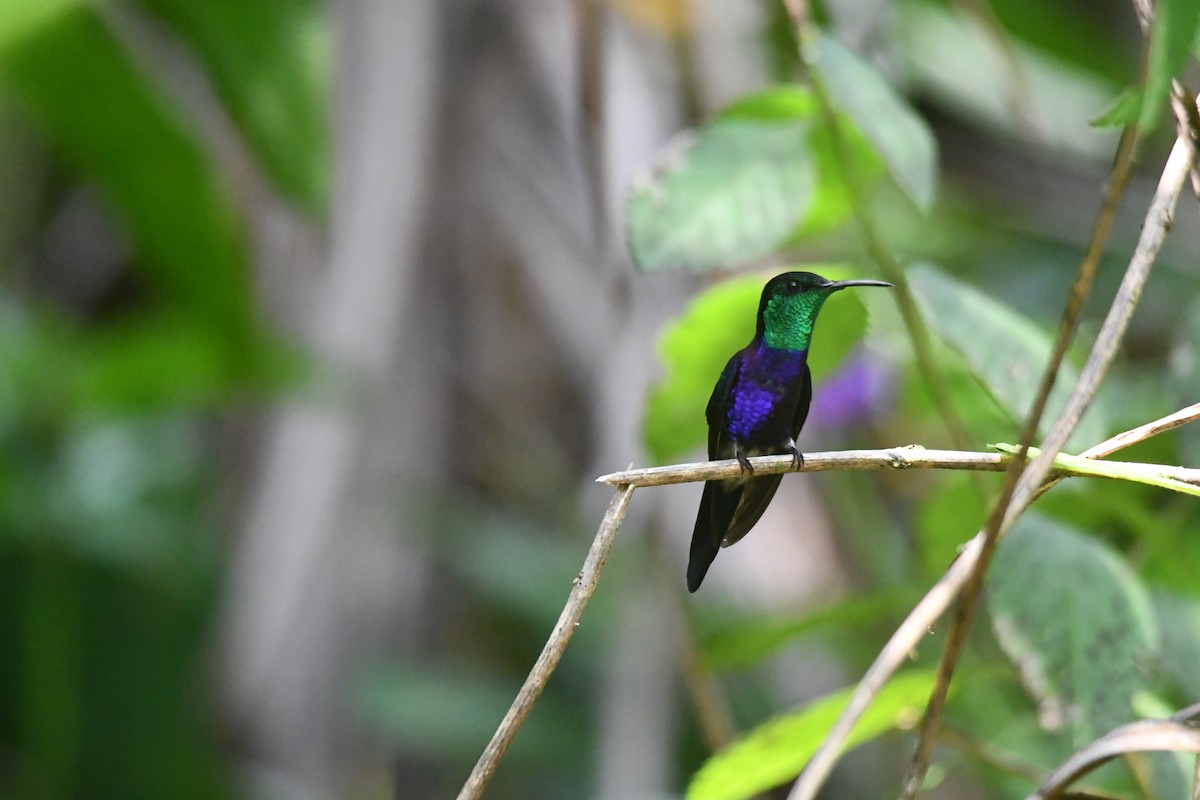 Fork-tailed Woodnymph - ML646542987