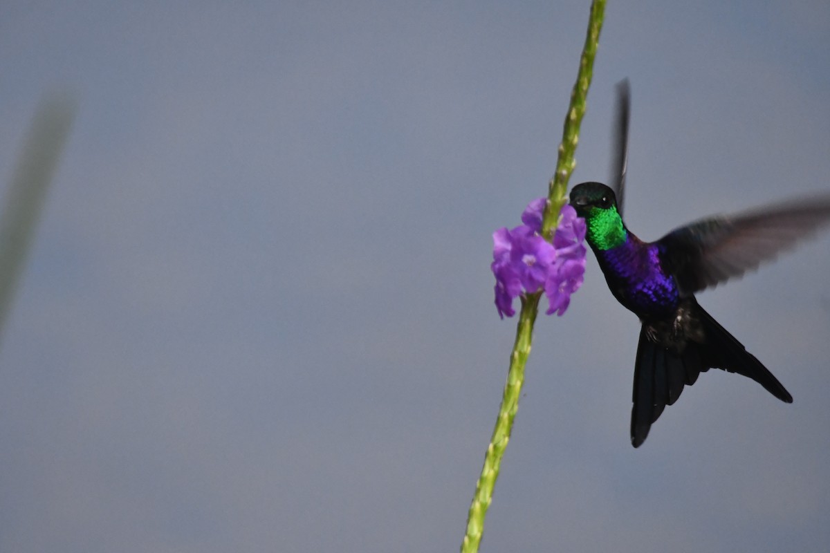 Fork-tailed Woodnymph - ML646542988