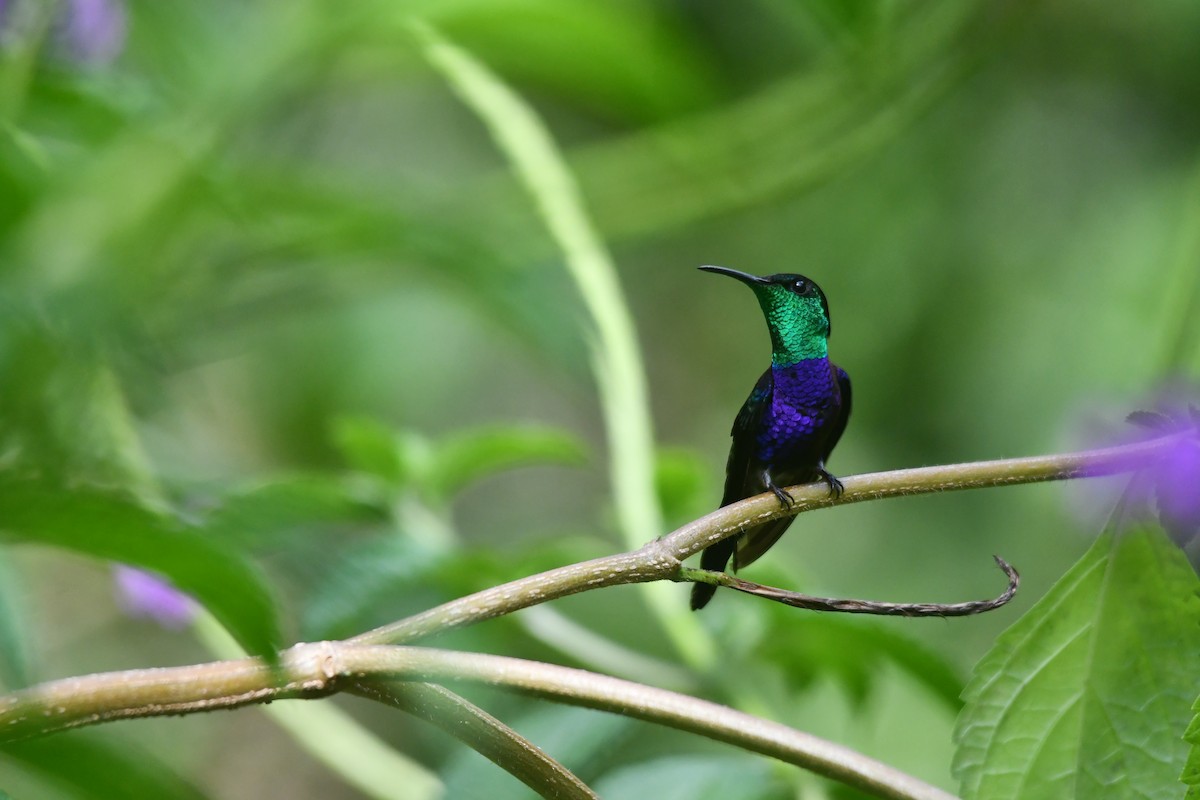 Fork-tailed Woodnymph - ML646542989