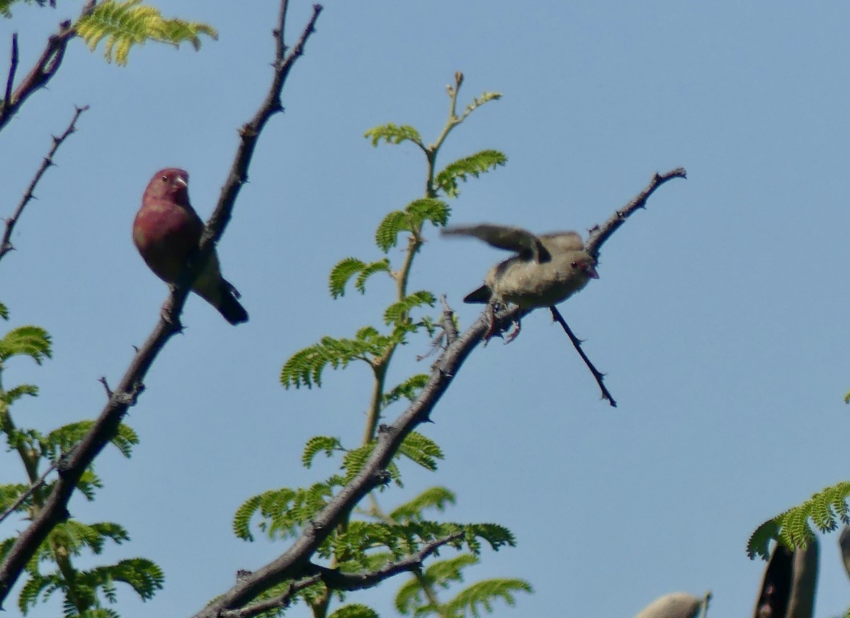 Крошечный амарант - ML646542990