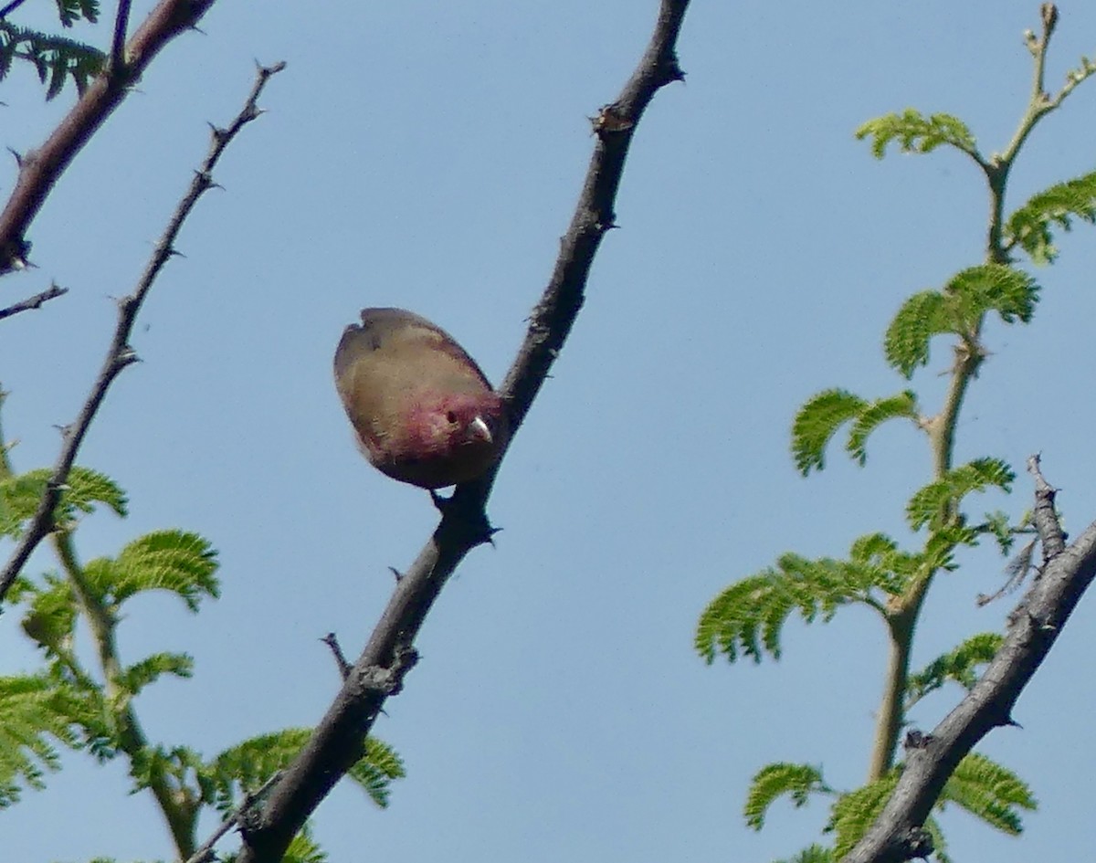 Крошечный амарант - ML646542991