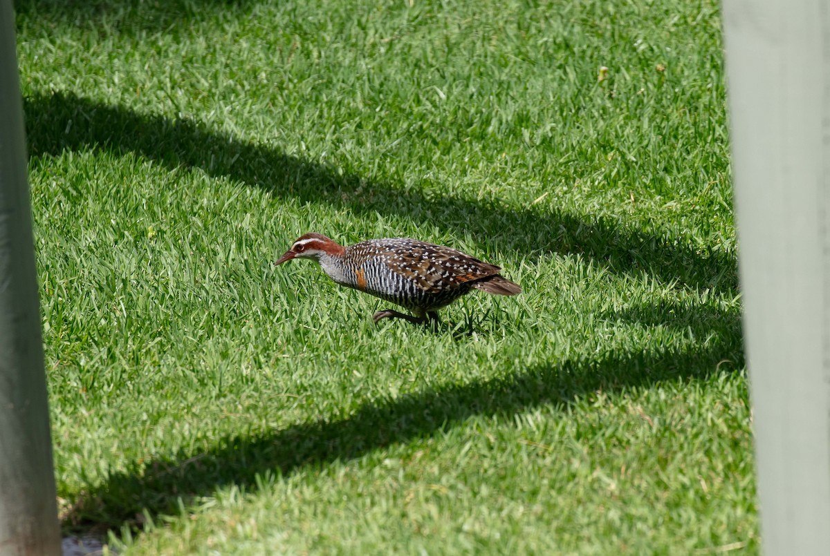 Buff-banded Rail - ML646542992