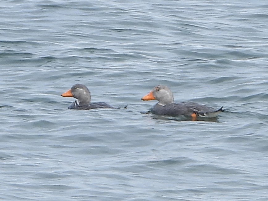 chileskovleand - ML646542993