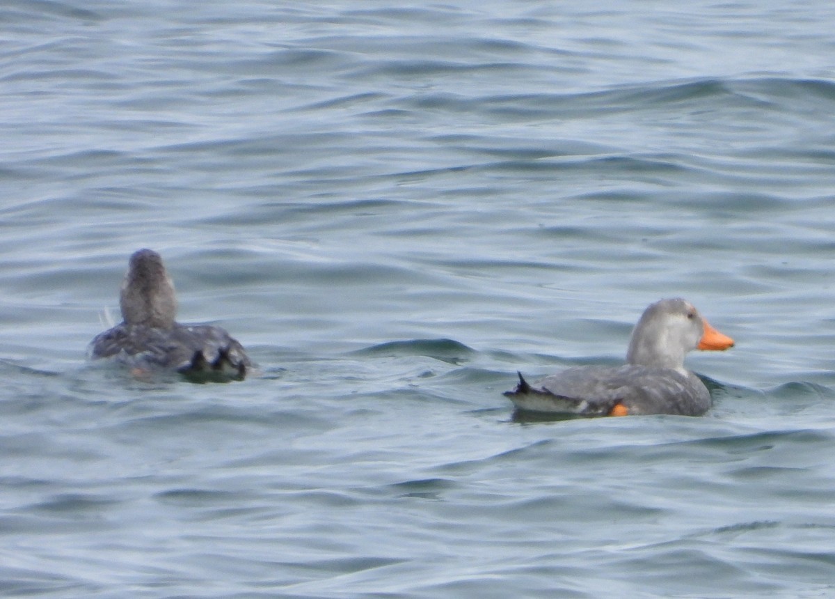 chileskovleand - ML646542994