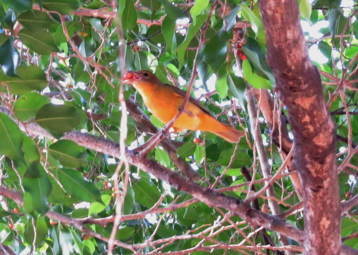 Summer Tanager - ML646542996