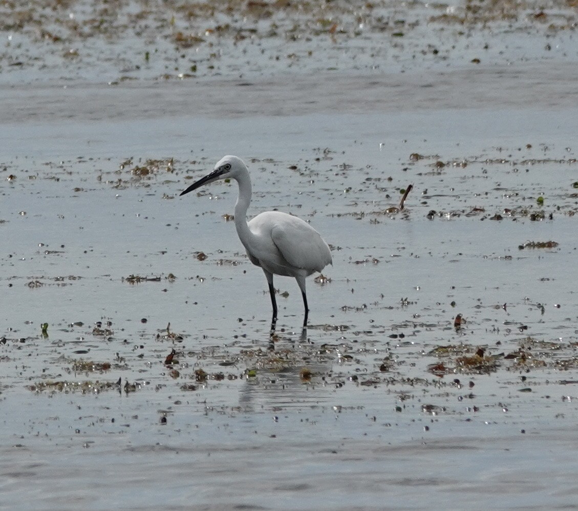 silkehegre (garzetta) - ML646542997