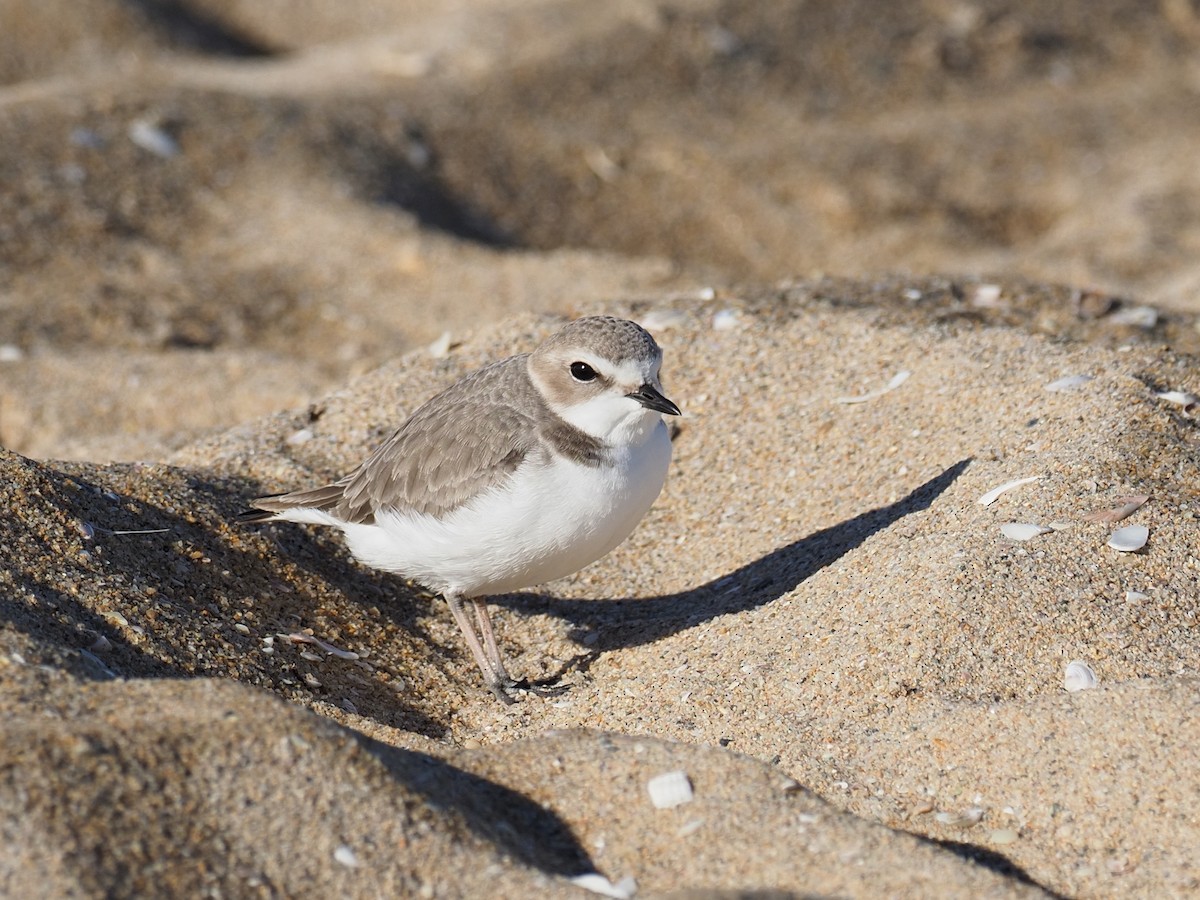 Snowy Plover - ML646542999
