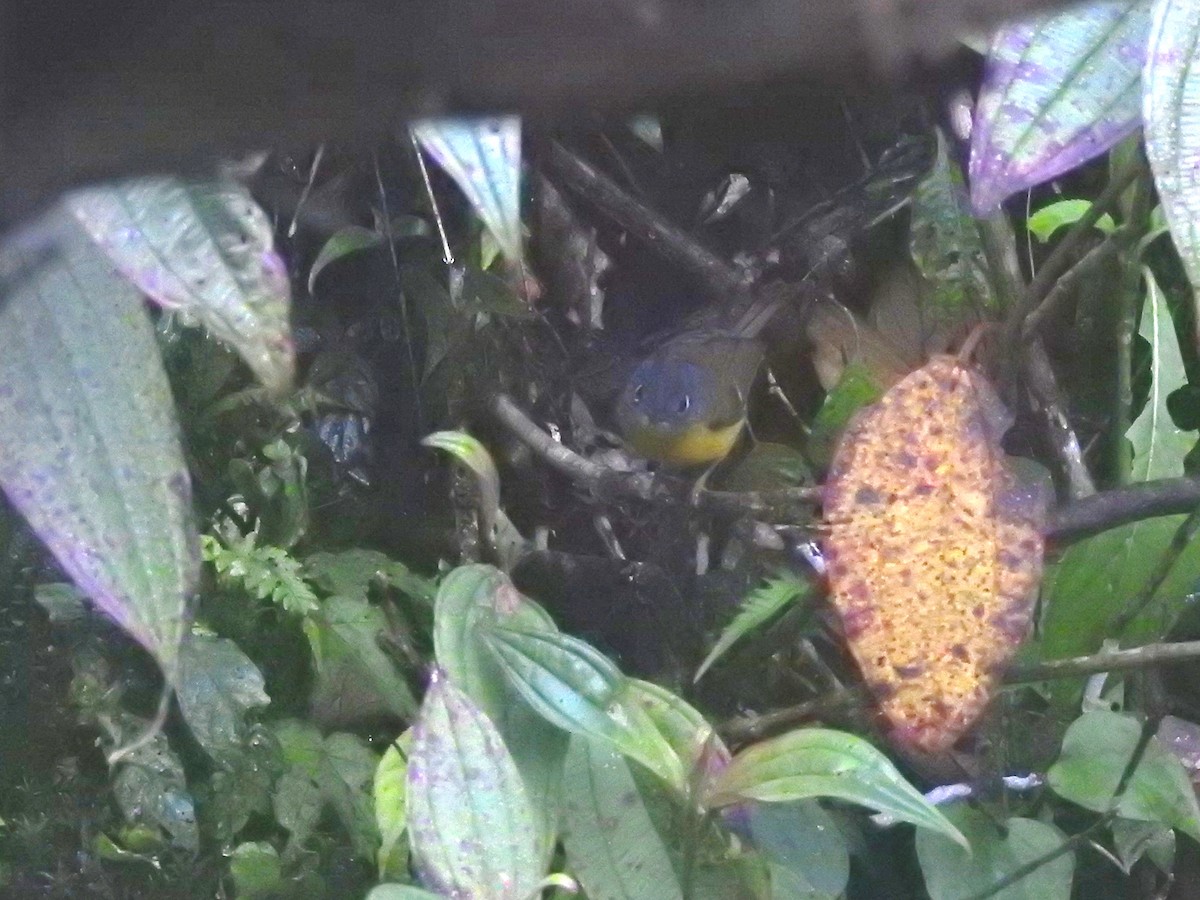 アゴジロモリムシクイ - ML646543000