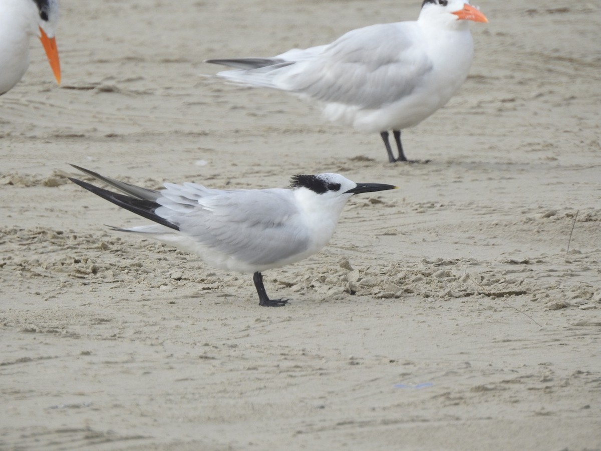 Sandwich Tern - ML646543001