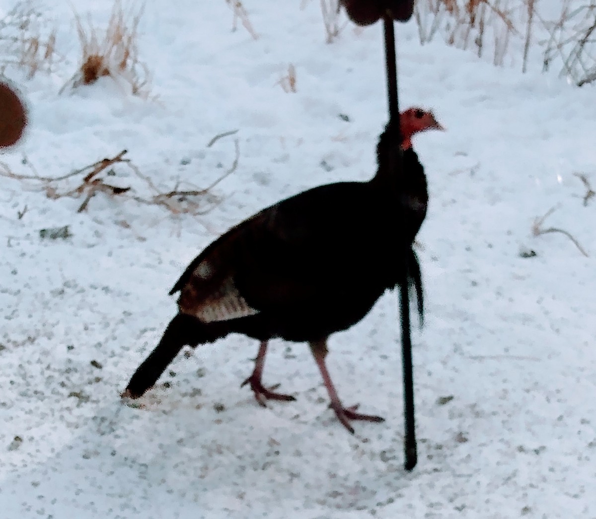 krocan divoký - ML646543005