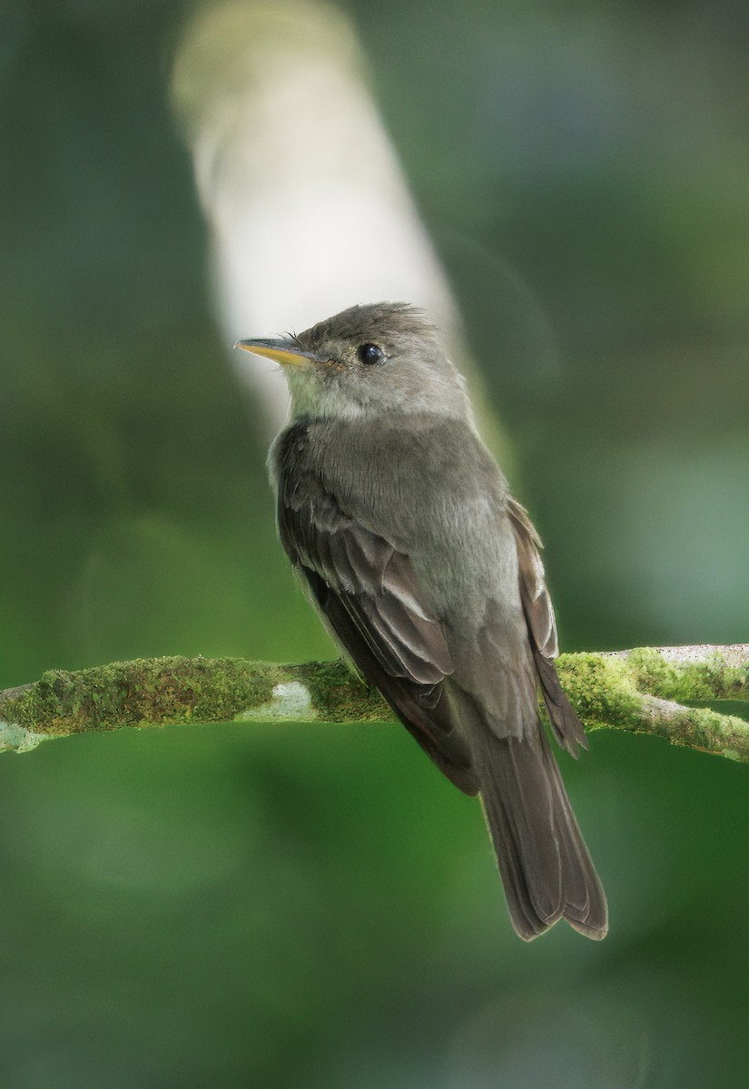 Eastern Wood-Pewee - ML646543006